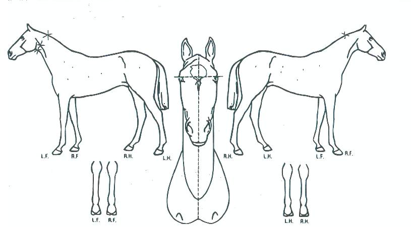 ȲȦÇÑÁúÁÖÀÇ Ãø¸é,¿ì¸é,µÞ¸é,µÎ»ó,´Ù¸®ÀÇ Æ¯Â¡µµÇØ