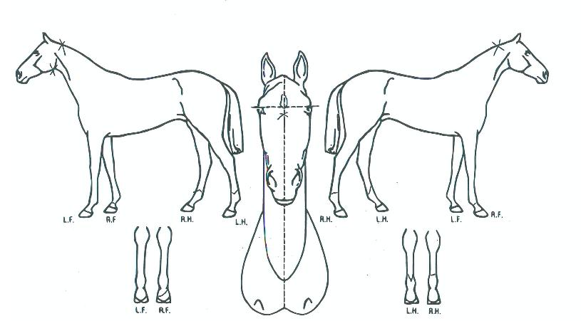 ºê¶óÀÌÆ®Ä¹ÀÇ Ãø¸é,¿ì¸é,µÞ¸é,µÎ»ó,´Ù¸®ÀÇ Æ¯Â¡µµÇØ