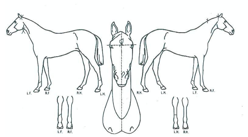 Áö¼öÀçÀÇ Ãø¸é,¿ì¸é,µÞ¸é,µÎ»ó,´Ù¸®ÀÇ Æ¯Â¡µµÇØ