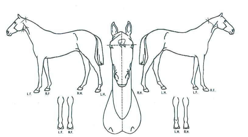 ÀÚÀ¯·ÎÀÌÀÇ Ãø¸é,¿ì¸é,µÞ¸é,µÎ»ó,´Ù¸®ÀÇ Æ¯Â¡µµÇØ