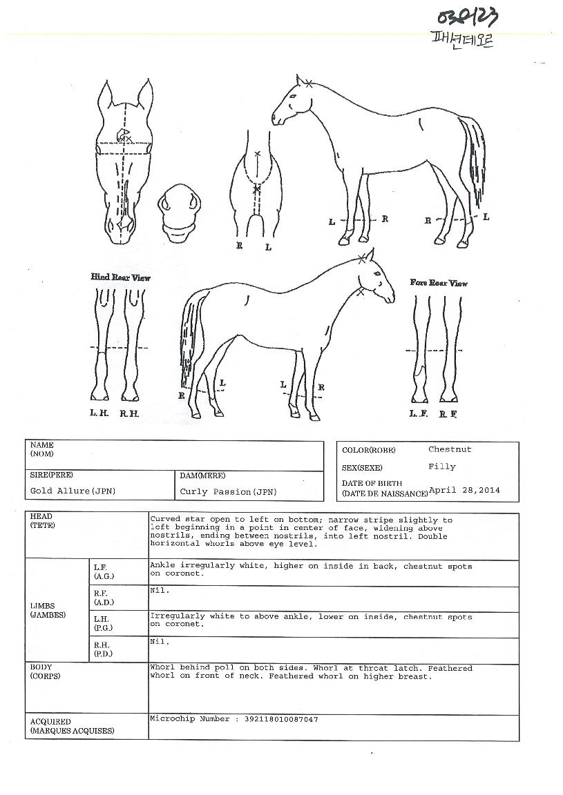 ÆÐ¼Çµ¥¿À¸£ÀÇ Ãø¸é,¿ì¸é,µÞ¸é,µÎ»ó,´Ù¸®ÀÇ Æ¯Â¡µµÇØ
