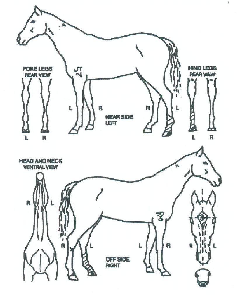 ����Ʈ���� ����,���,�޸�,�λ�,�ٸ��� Ư¡����