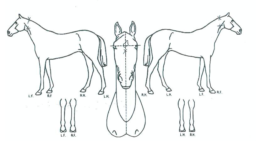 ¥���� ����,���,�޸�,�λ�,�ٸ��� Ư¡����