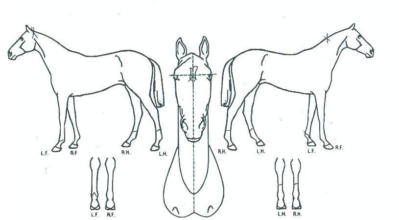 ¿ì¸®°¡º»ÀÇ Ãø¸é,¿ì¸é,µÞ¸é,µÎ»ó,´Ù¸®ÀÇ Æ¯Â¡µµÇØ