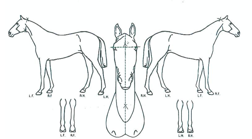 �������Ʈ���� ����,���,�޸�,�λ�,�ٸ��� Ư¡����