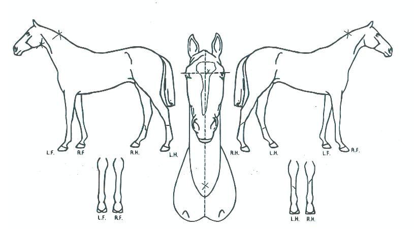 ÇöóÀ×èÇÁÀÇ Ãø¸é,¿ì¸é,µÞ¸é,µÎ»ó,´Ù¸®ÀÇ Æ¯Â¡µµÇØ