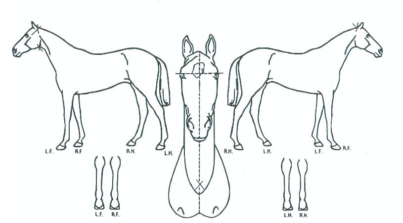 ȰÀÇ Ãø¸é,¿ì¸é,µÞ¸é,µÎ»ó,´Ù¸®ÀÇ Æ¯Â¡µµÇØ