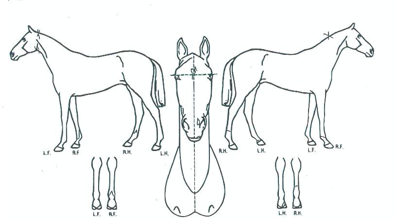 ±×³¯±îÁöÀÇ Ãø¸é,¿ì¸é,µÞ¸é,µÎ»ó,´Ù¸®ÀÇ Æ¯Â¡µµÇØ