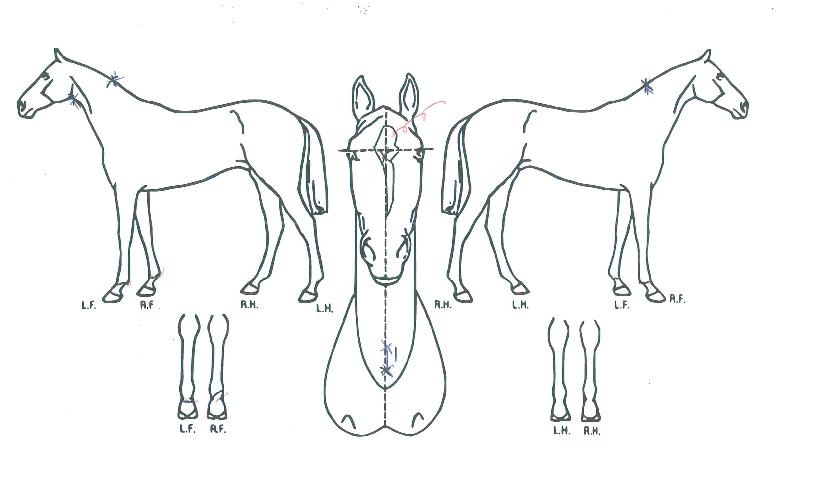 �����̿����� ����,���,�޸�,�λ�,�ٸ��� Ư¡����