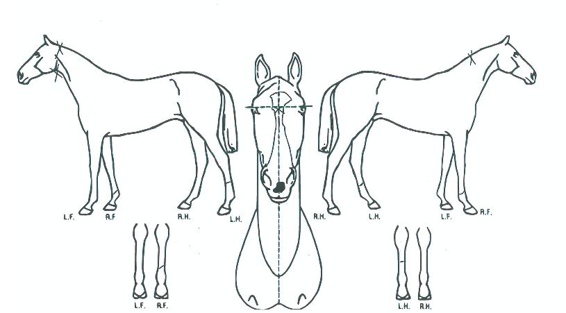 ��������Ʈ�� ����,���,�޸�,�λ�,�ٸ��� Ư¡����