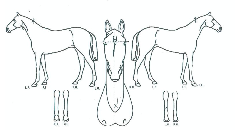 �ְ�����Ŀ�� ����,���,�޸�,�λ�,�ٸ��� Ư¡����