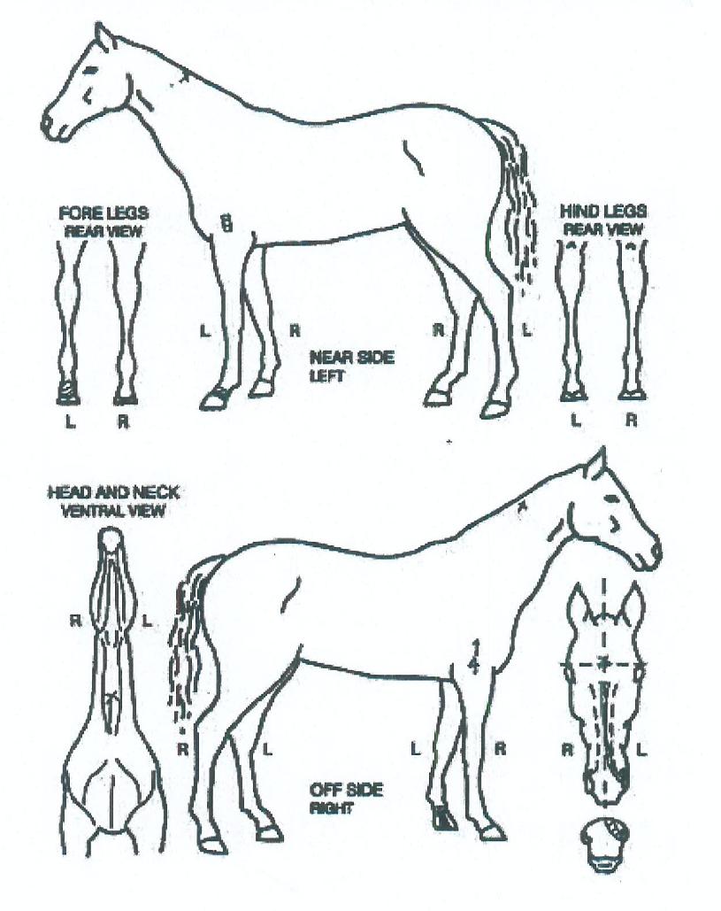 õ�������� ����,���,�޸�,�λ�,�ٸ��� Ư¡����