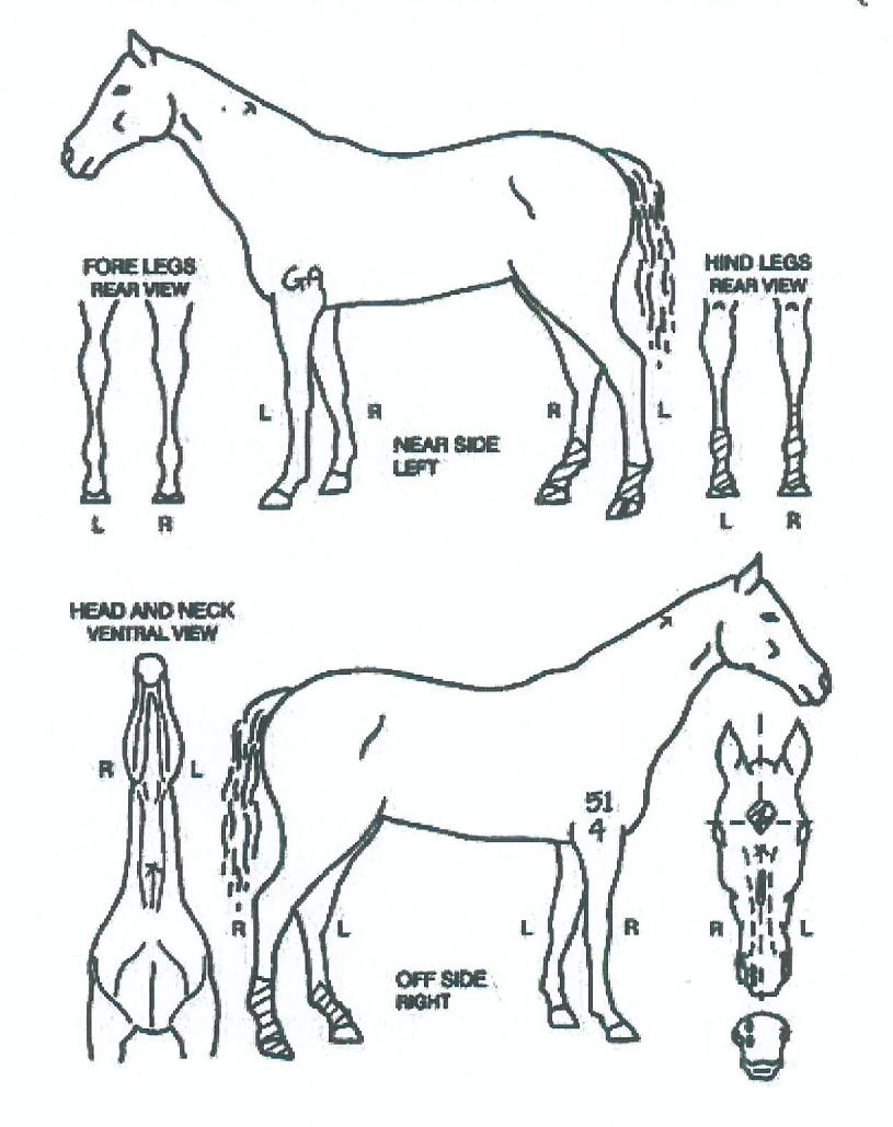 °úõº¼Æ®ÀÇ Ãø¸é,¿ì¸é,µÞ¸é,µÎ»ó,´Ù¸®ÀÇ Æ¯Â¡µµÇØ