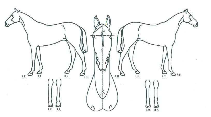 ������ ����,���,�޸�,�λ�,�ٸ��� Ư¡����