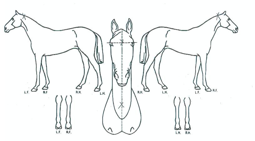 ų¸®ÀÇ¿©¿ÕÀÇ Ãø¸é,¿ì¸é,µÞ¸é,µÎ»ó,´Ù¸®ÀÇ Æ¯Â¡µµÇØ