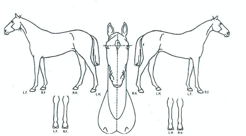 ���ο���� ����,���,�޸�,�λ�,�ٸ��� Ư¡����