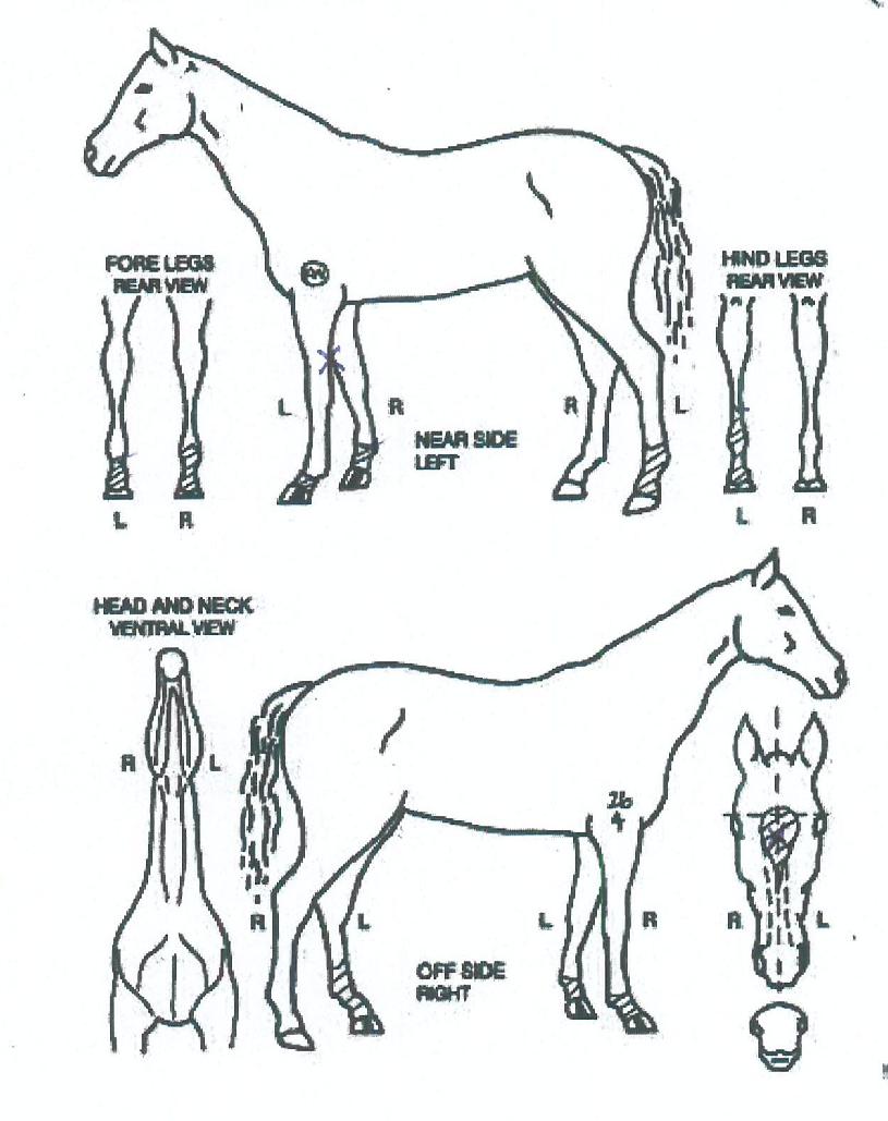 �Ʊ״Ͻ��� ����,���,�޸�,�λ�,�ٸ��� Ư¡����