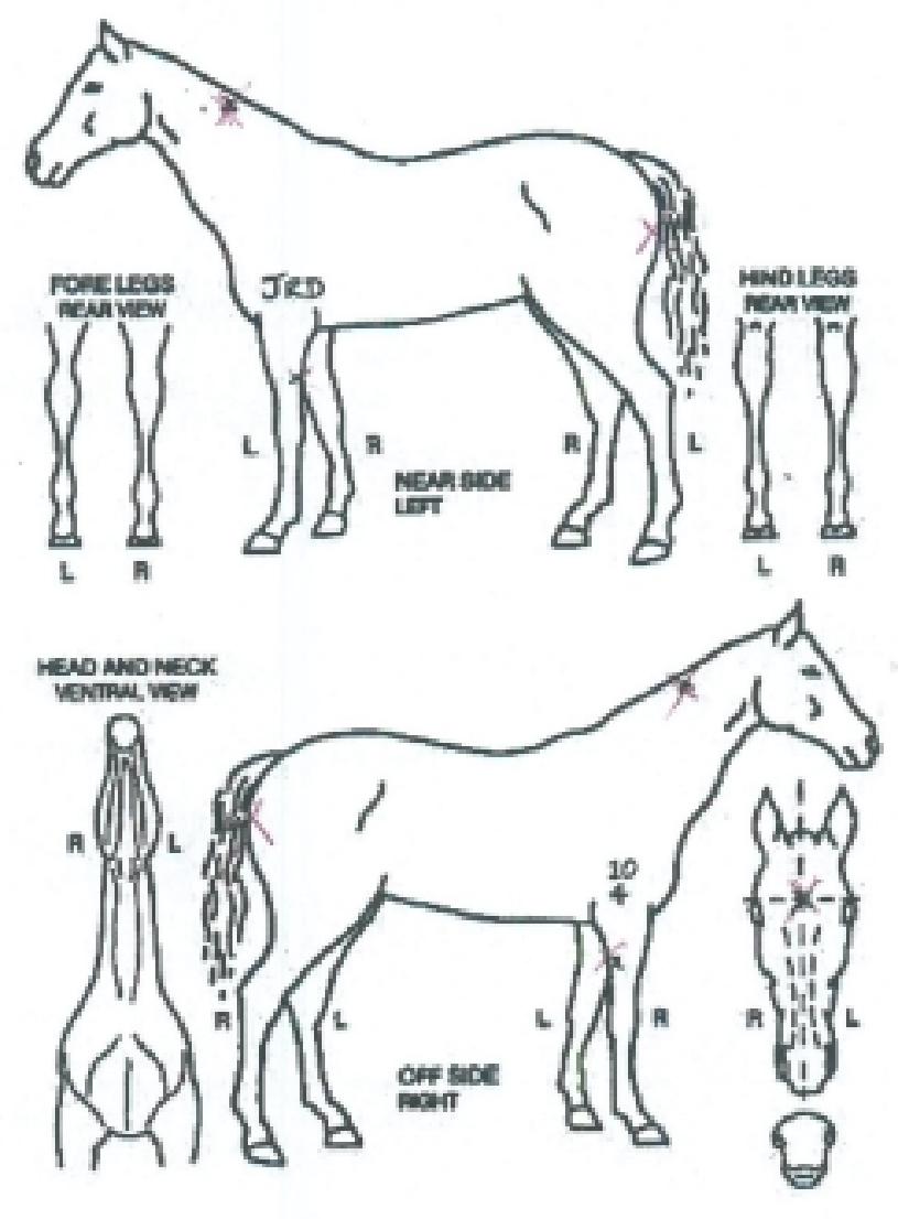 °¥Ç¥¹üÀÇ Ãø¸é,¿ì¸é,µÞ¸é,µÎ»ó,´Ù¸®ÀÇ Æ¯Â¡µµÇØ