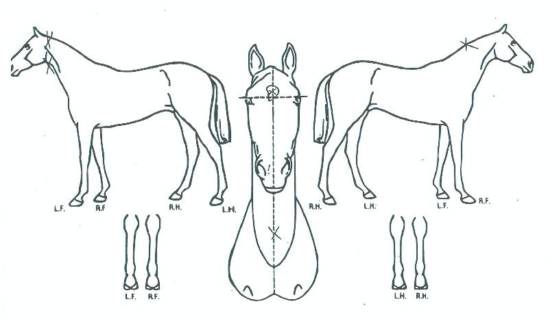 �̷縮���� ����,���,�޸�,�λ�,�ٸ��� Ư¡����