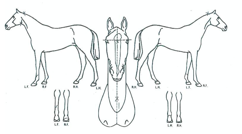 ½Ç¹ö½ºÅÜÀÇ Ãø¸é,¿ì¸é,µÞ¸é,µÎ»ó,´Ù¸®ÀÇ Æ¯Â¡µµÇØ