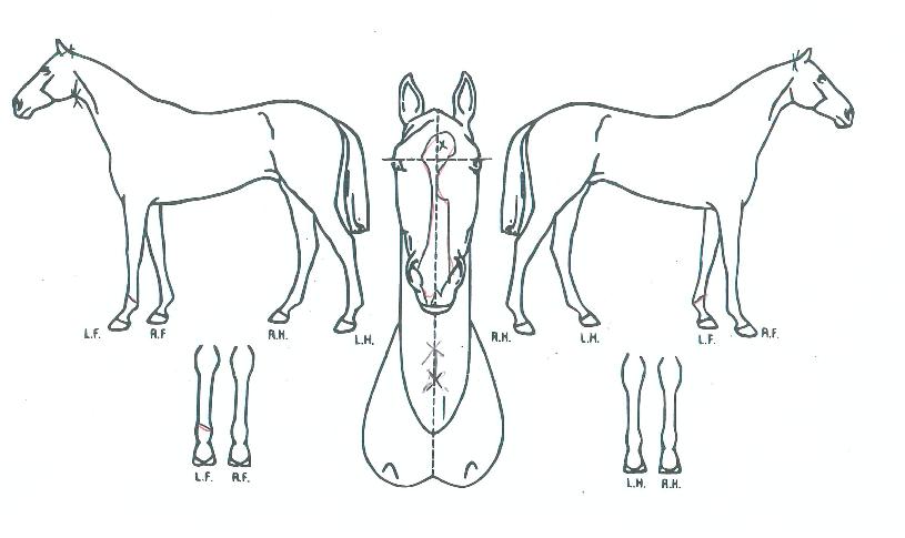 ¿À¼¶µ¹ÀÇ Ãø¸é,¿ì¸é,µÞ¸é,µÎ»ó,´Ù¸®ÀÇ Æ¯Â¡µµÇØ