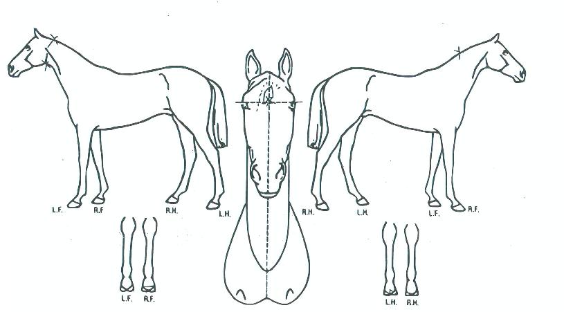 ��ġ��ġ�� ����,���,�޸�,�λ�,�ٸ��� Ư¡����