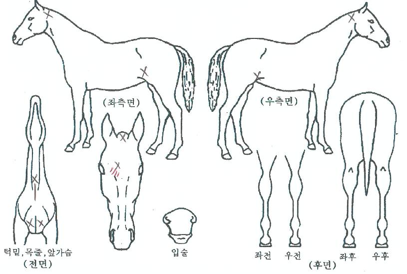 ��ġ����� ����,���,�޸�,�λ�,�ٸ��� Ư¡����