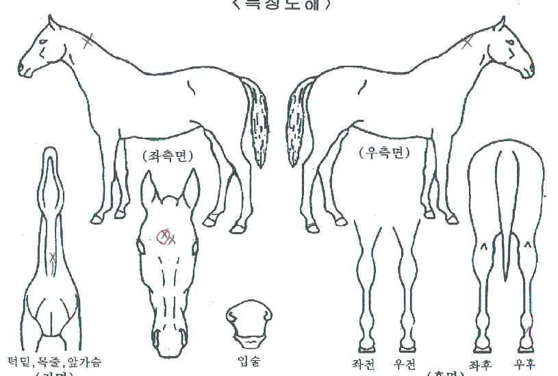 ¹Ð¸®¾ðº¼Ã÷ÀÇ Ãø¸é,¿ì¸é,µÞ¸é,µÎ»ó,´Ù¸®ÀÇ Æ¯Â¡µµÇØ