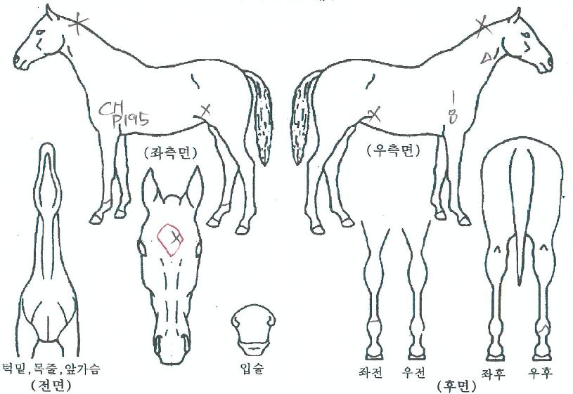 ½´ÆÛÀÚŰÀÇ Ãø¸é,¿ì¸é,µÞ¸é,µÎ»ó,´Ù¸®ÀÇ Æ¯Â¡µµÇØ