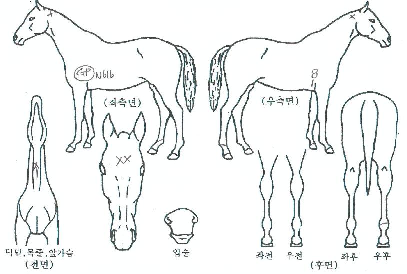 ���������� ����,���,�޸�,�λ�,�ٸ��� Ư¡����