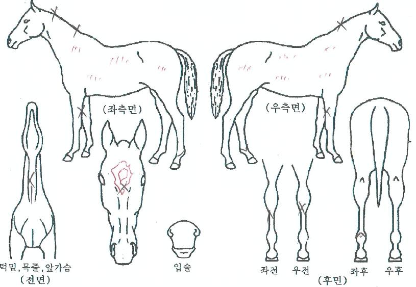 ũ���ֶ���Ʈ�� ����,���,�޸�,�λ�,�ٸ��� Ư¡����