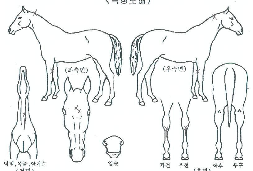 Äí¸®³ë½ºÅ¸¿ÀÀÇ Ãø¸é,¿ì¸é,µÞ¸é,µÎ»ó,´Ù¸®ÀÇ Æ¯Â¡µµÇØ