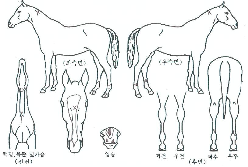 ´ÏµåÅõ³ë¿ìÀÇ Ãø¸é,¿ì¸é,µÞ¸é,µÎ»ó,´Ù¸®ÀÇ Æ¯Â¡µµÇØ