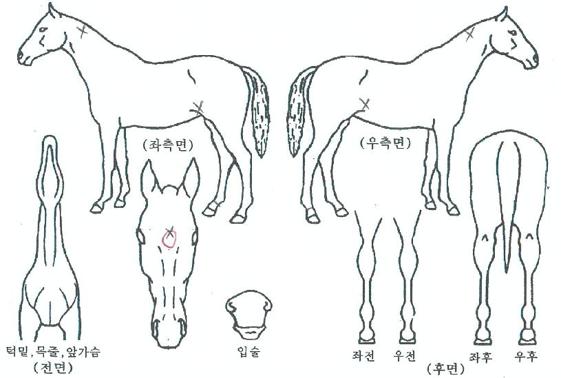 �ֶ���̾�Ƽ�� ����,���,�޸�,�λ�,�ٸ��� Ư¡����