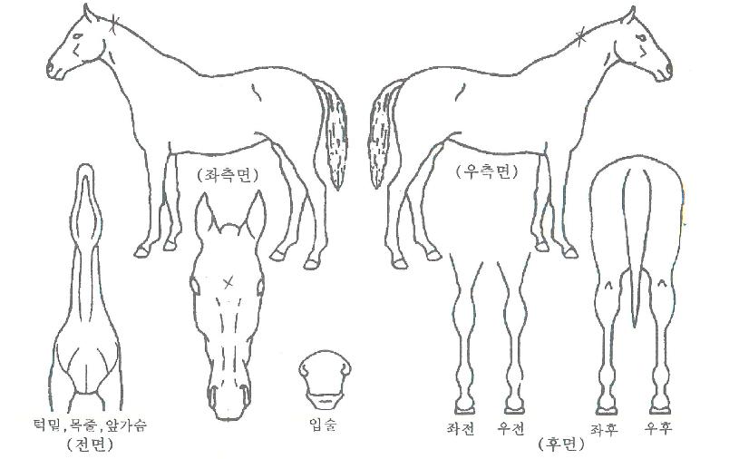 ����Ʈ������ ����,���,�޸�,�λ�,�ٸ��� Ư¡����