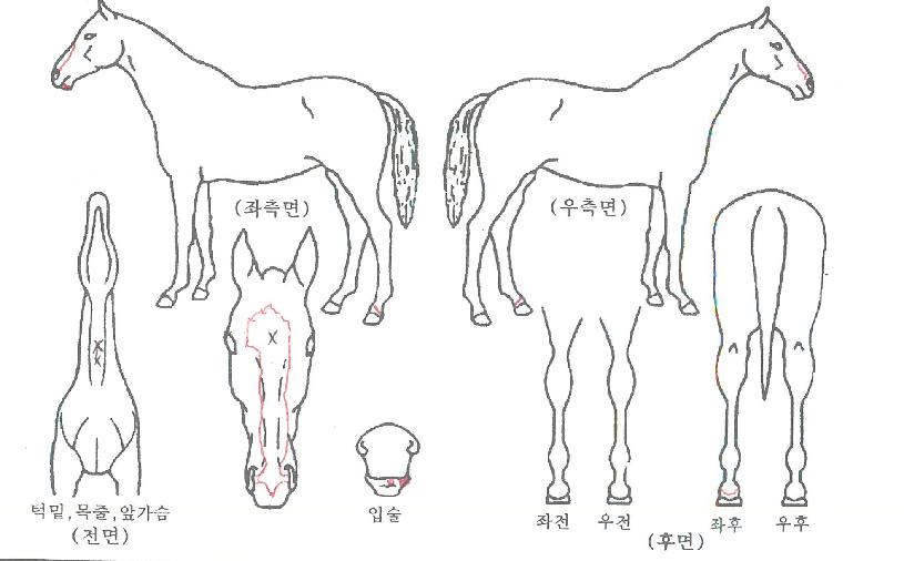 �����ǵ帲�� ����,���,�޸�,�λ�,�ٸ��� Ư¡����