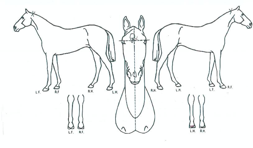 ũ����Ű���� ����,���,�޸�,�λ�,�ٸ��� Ư¡����