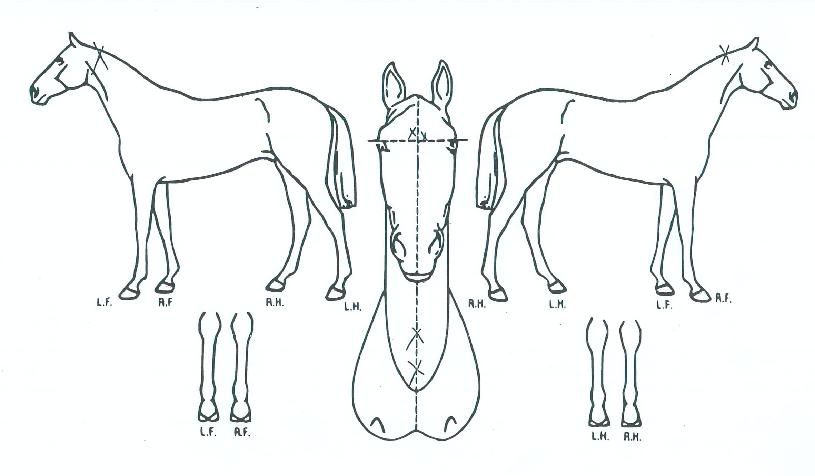 ½ºÇǵåÁöÁ¸ÀÇ Ãø¸é,¿ì¸é,µÞ¸é,µÎ»ó,´Ù¸®ÀÇ Æ¯Â¡µµÇØ