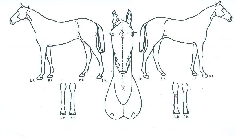 ¿ø°ÔÀÌÆ®ÀÇ Ãø¸é,¿ì¸é,µÞ¸é,µÎ»ó,´Ù¸®ÀÇ Æ¯Â¡µµÇØ