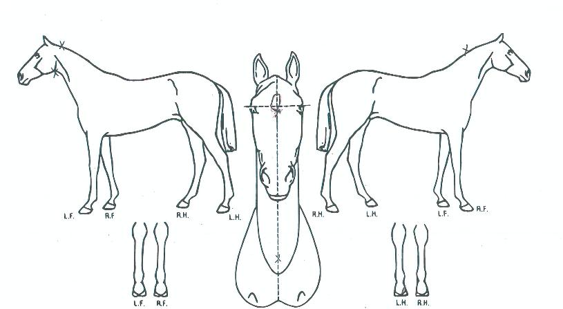 ��������� ����,���,�޸�,�λ�,�ٸ��� Ư¡����