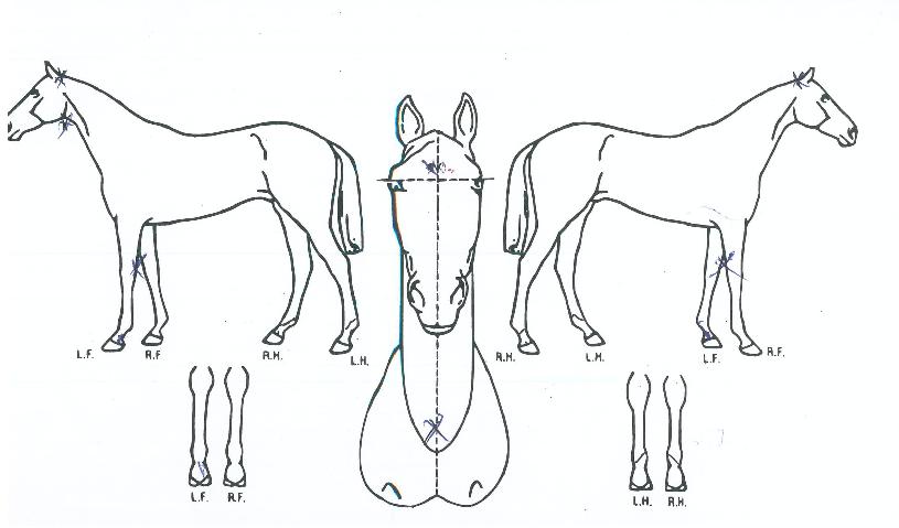 ��꺣��� ����,���,�޸�,�λ�,�ٸ��� Ư¡����