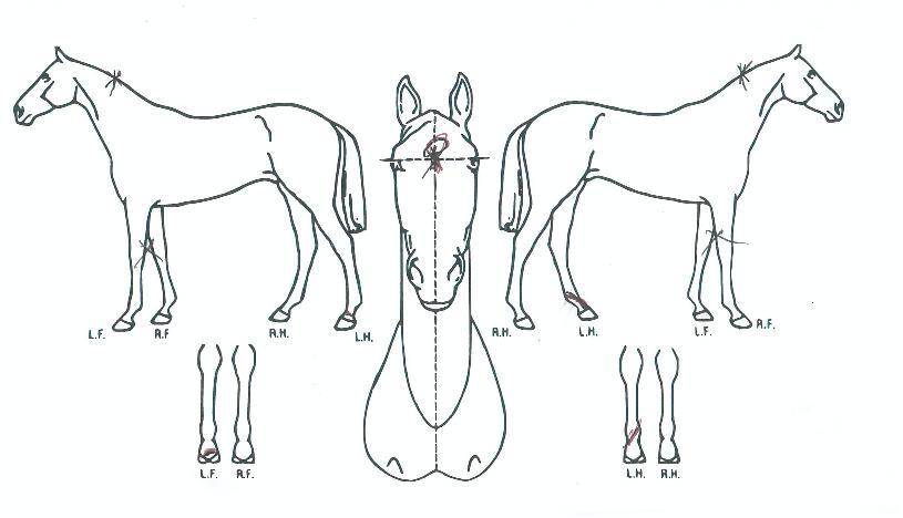 º£½ºÆ®ÀÌÆåÆ®ÀÇ Ãø¸é,¿ì¸é,µÞ¸é,µÎ»ó,´Ù¸®ÀÇ Æ¯Â¡µµÇØ