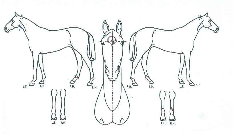 ±Ý¼º¿©¿ÕÀÇ Ãø¸é,¿ì¸é,µÞ¸é,µÎ»ó,´Ù¸®ÀÇ Æ¯Â¡µµÇØ