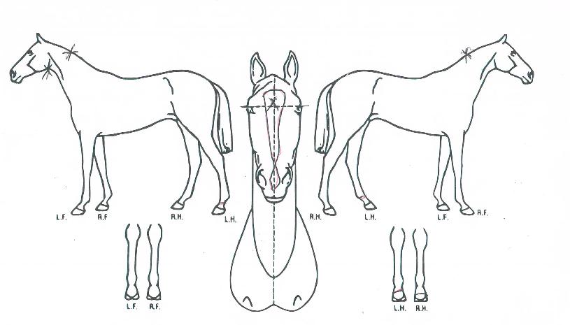 ½´·ìÀÇ Ãø¸é,¿ì¸é,µÞ¸é,µÎ»ó,´Ù¸®ÀÇ Æ¯Â¡µµÇØ