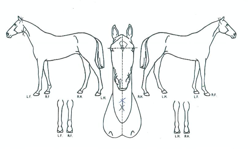 ���彺Ÿũ�� ����,���,�޸�,�λ�,�ٸ��� Ư¡����