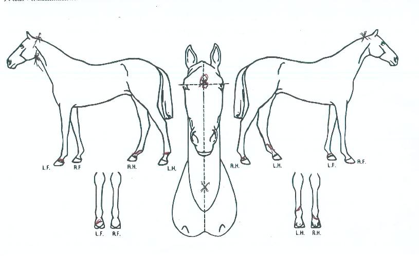 ������������ ����,���,�޸�,�λ�,�ٸ��� Ư¡����