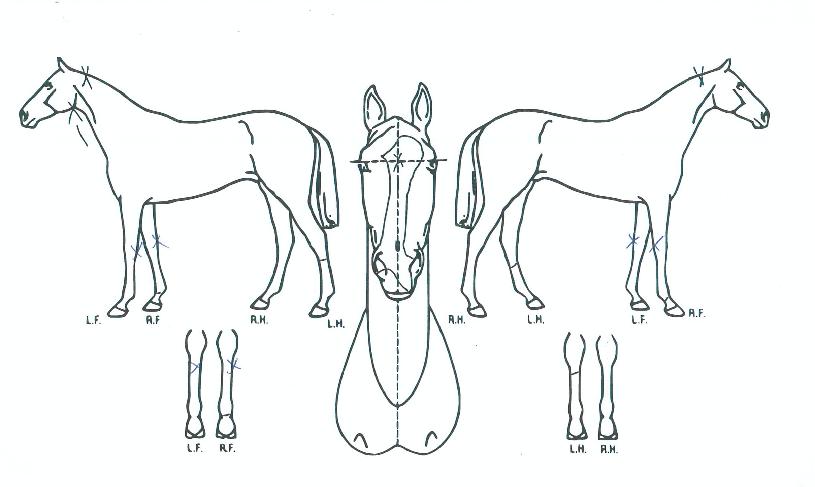 ½ºÅè»ç¹ÙƼĮÀÇ Ãø¸é,¿ì¸é,µÞ¸é,µÎ»ó,´Ù¸®ÀÇ Æ¯Â¡µµÇØ