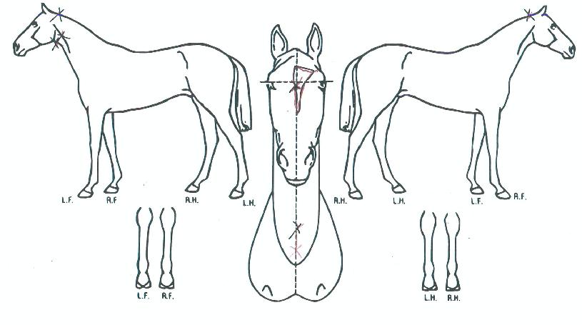 Á¤»óºÒÆÐÀÇ Ãø¸é,¿ì¸é,µÞ¸é,µÎ»ó,´Ù¸®ÀÇ Æ¯Â¡µµÇØ