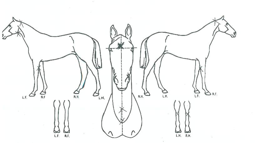 ���ο�̼��� ����,���,�޸�,�λ�,�ٸ��� Ư¡����