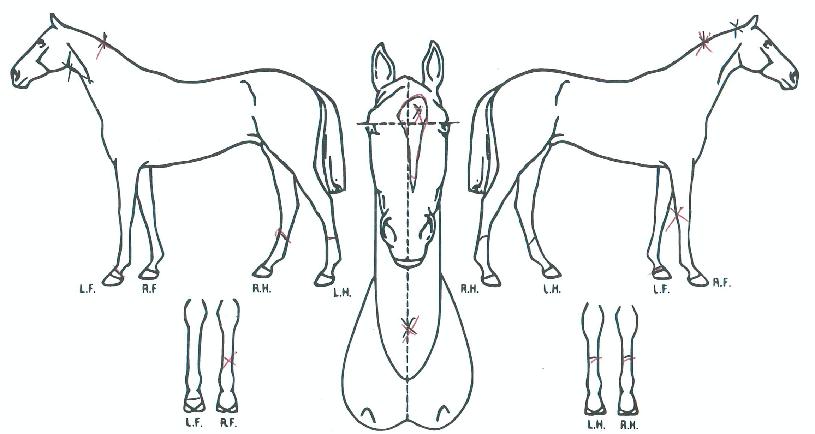 �Ƹ𸣰����� ����,���,�޸�,�λ�,�ٸ��� Ư¡����